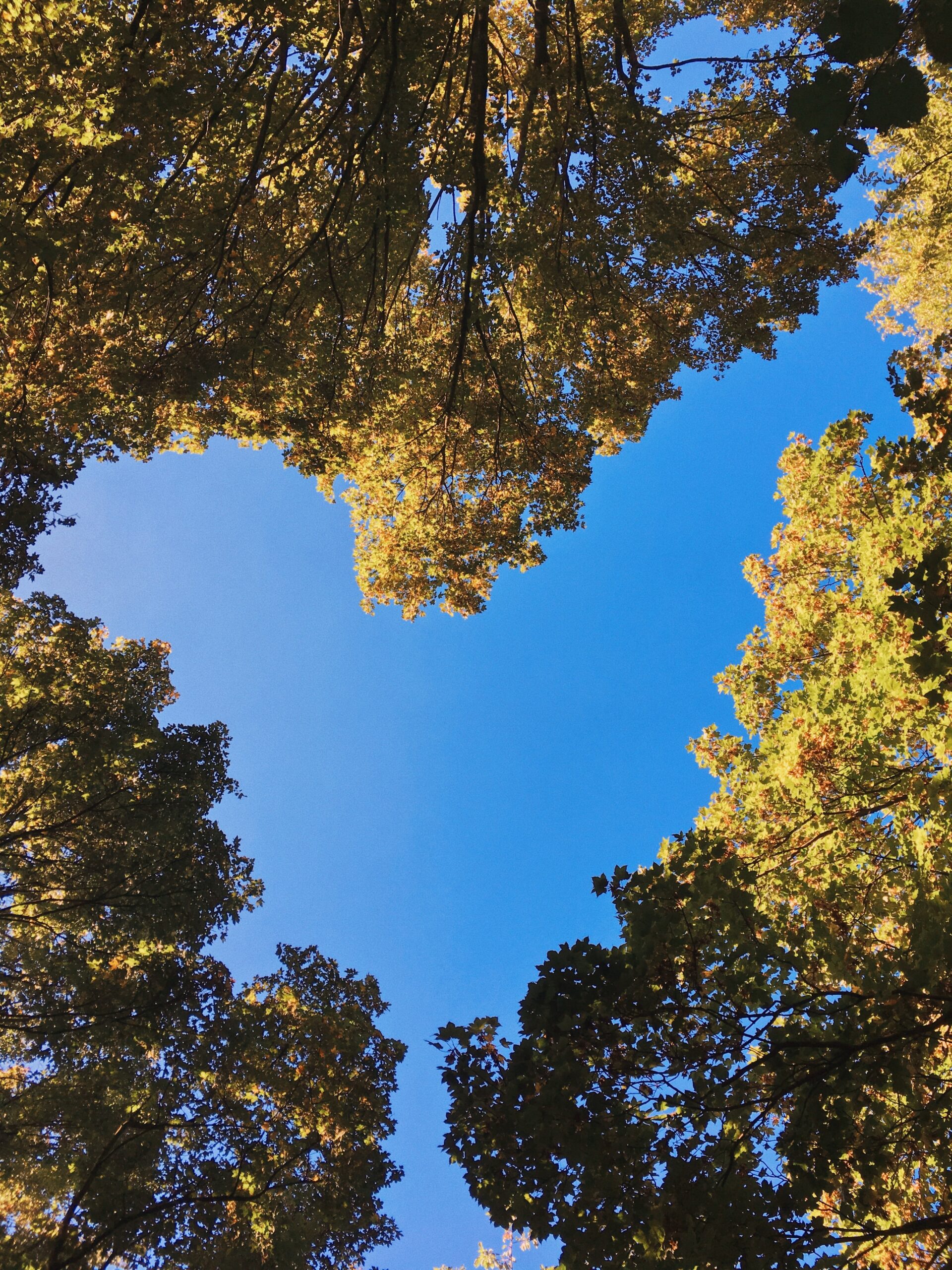 a view of the sky through the trees