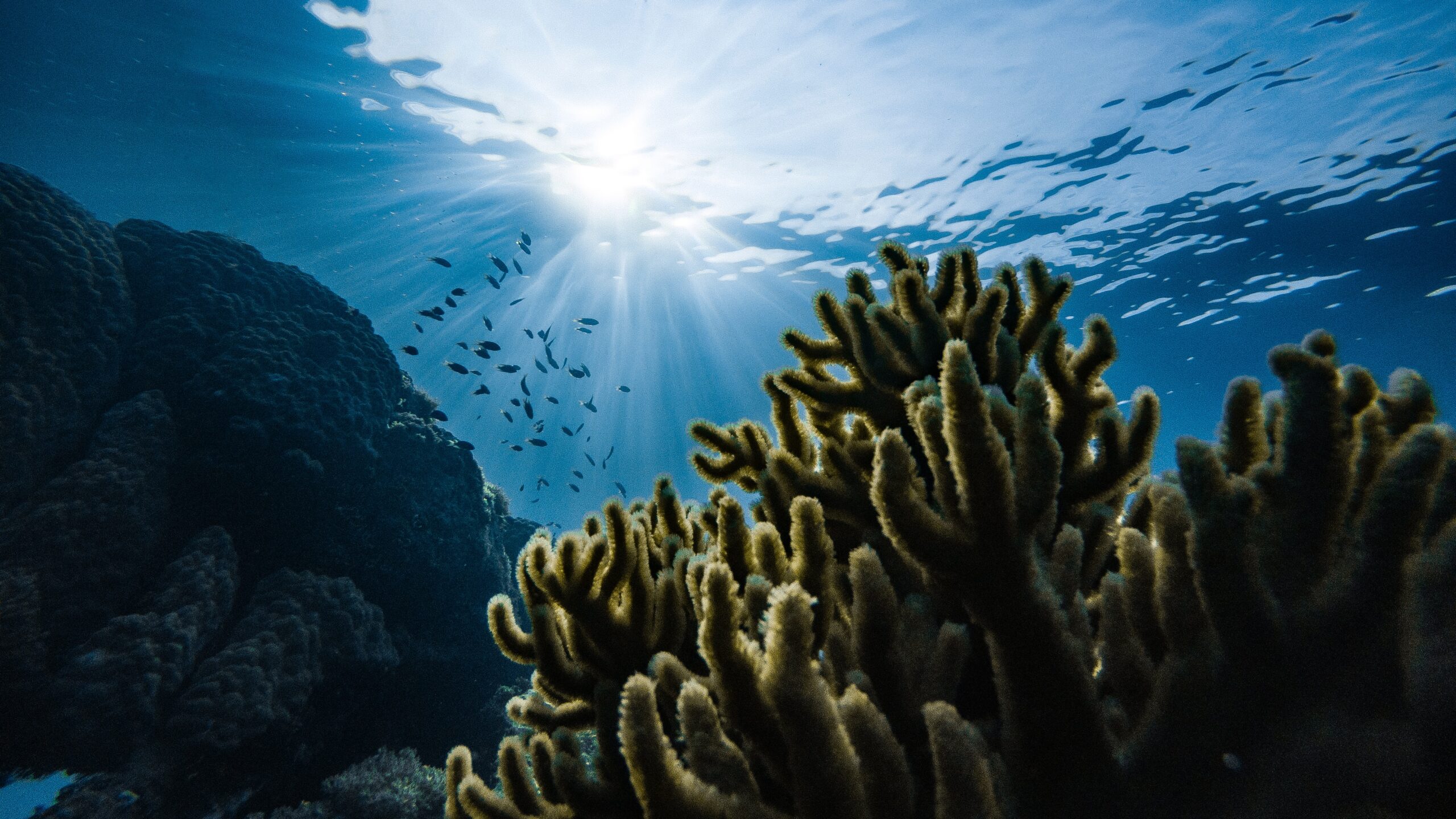 the sun shines through the water over corals