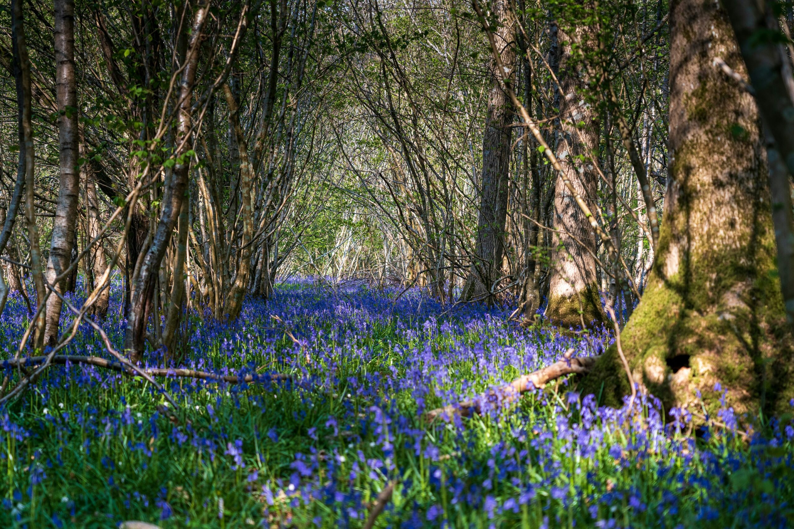 a forest filled with lots of blue flowers